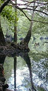 BIG HAMMOCK REFLECTIONS